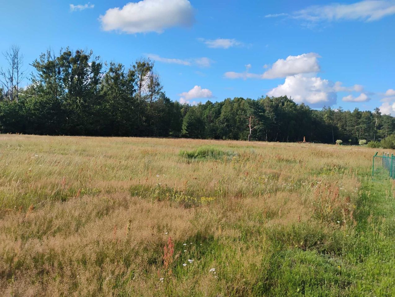 Działka budowlana Niekursko