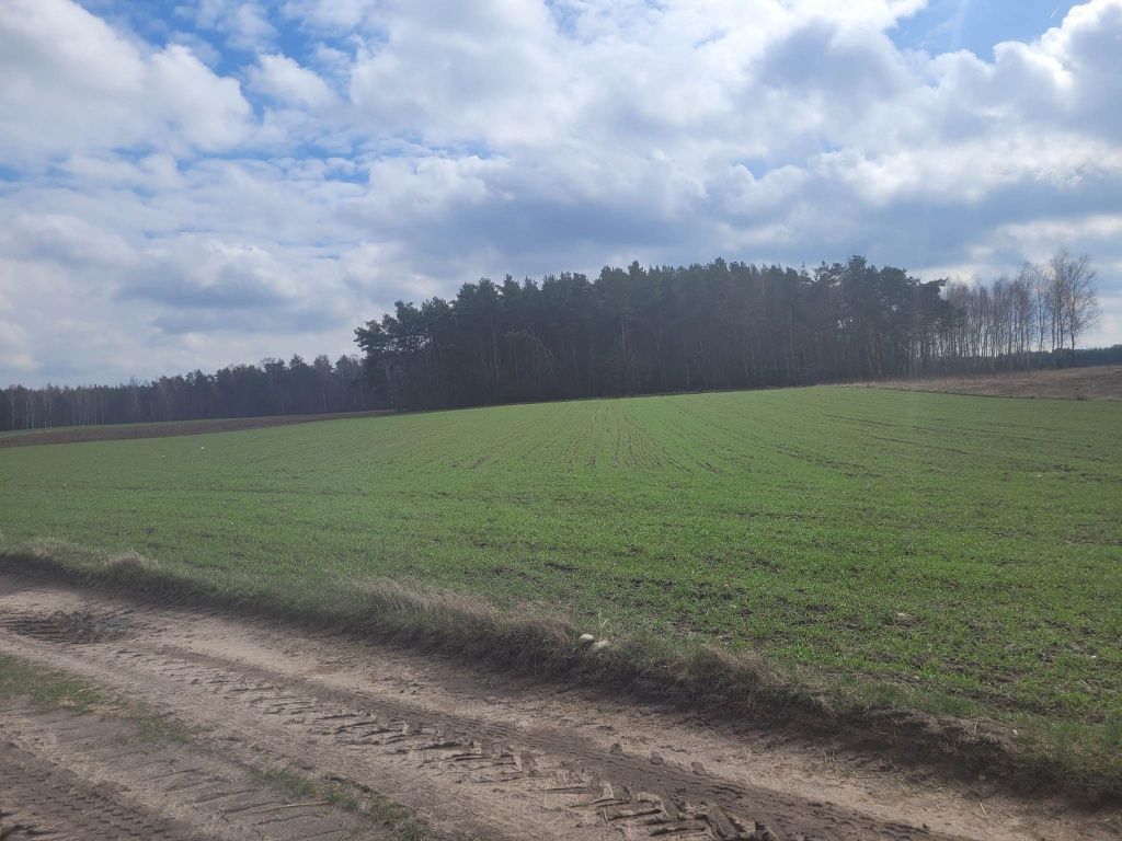 Działka rolno-budowlana Rojewo. Zdjęcie 5