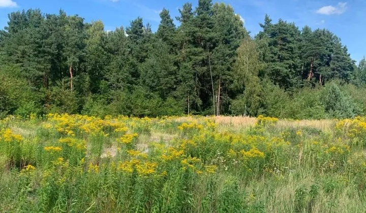 Działka budowlana Cisie