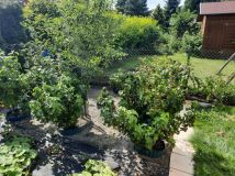 Działka rod Siedlce. Zdjęcie 1