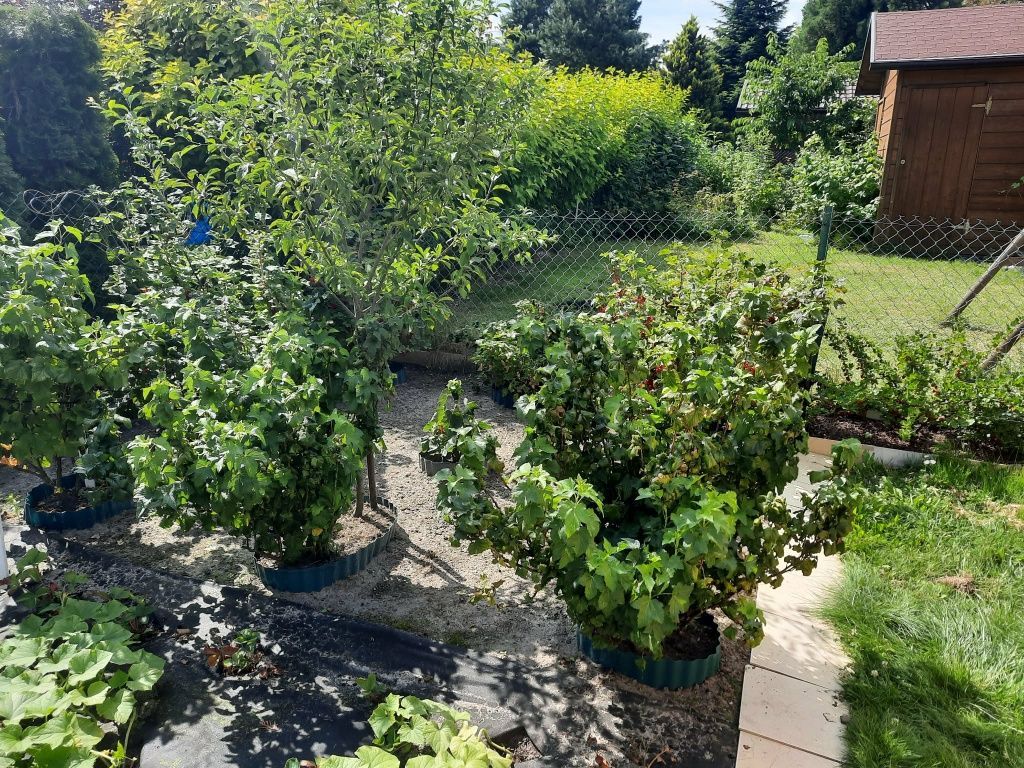 Działka rod Siedlce. Zdjęcie 2