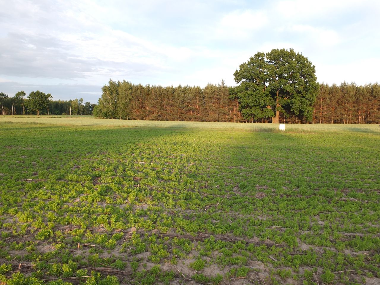Działka budowlana Janów Ruszki. Zdjęcie 2
