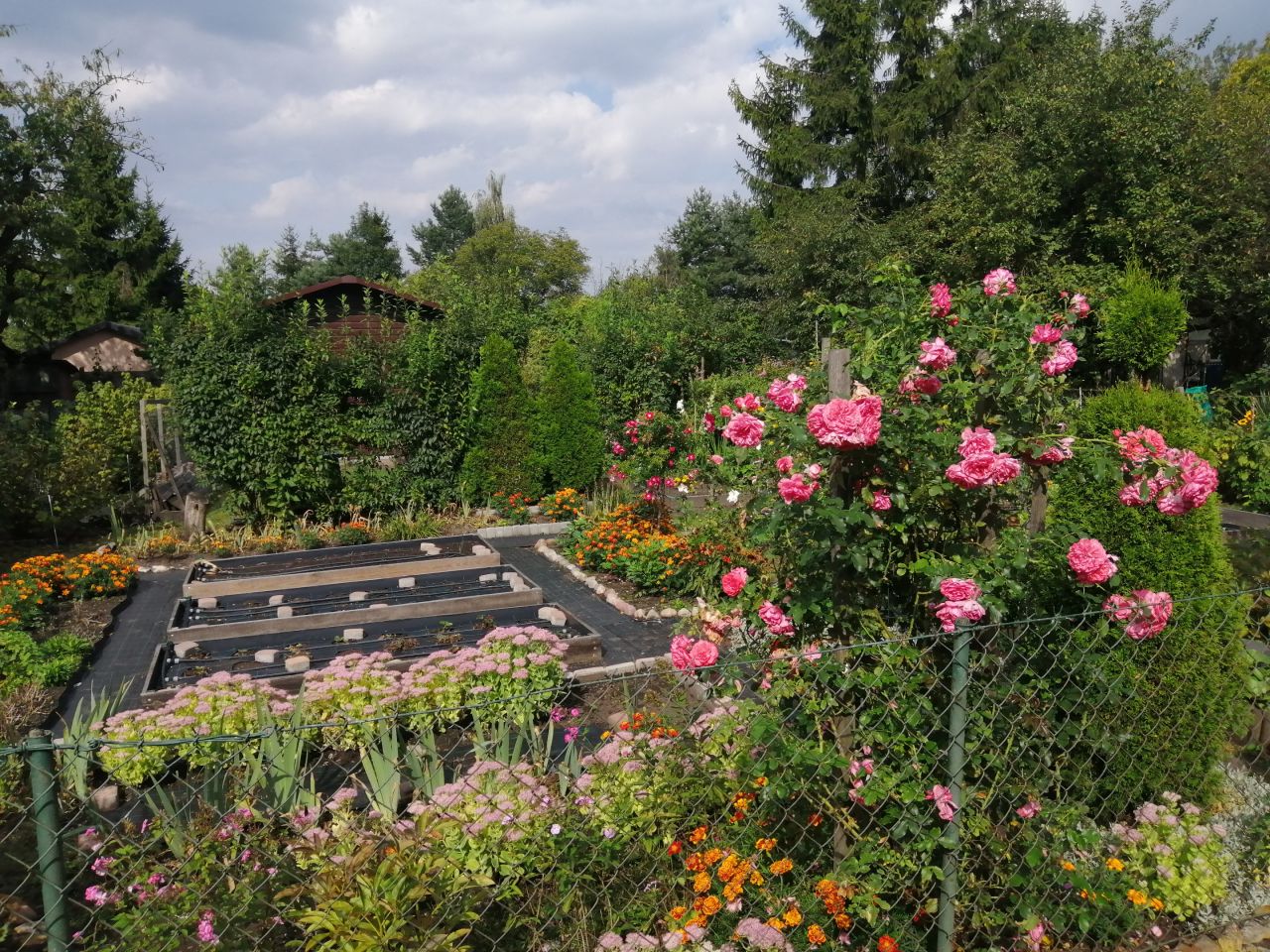 Działka rod Częstochowa Centrum, ul. Papierowa. Zdjęcie 5