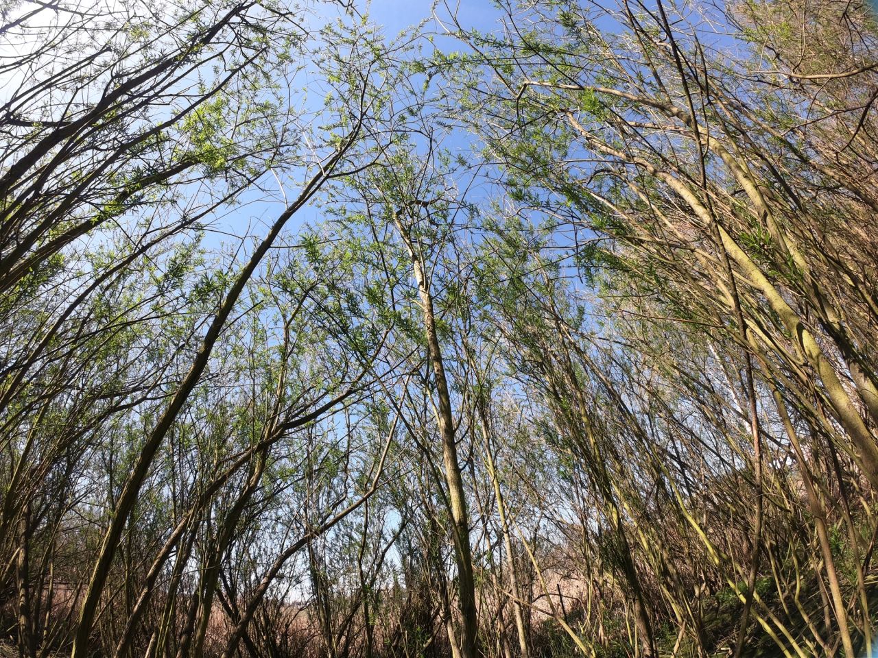 dom wolnostojący, 5 pokoi Sadów Kopce, ul. Powstańców Śląskich. Zdjęcie 30