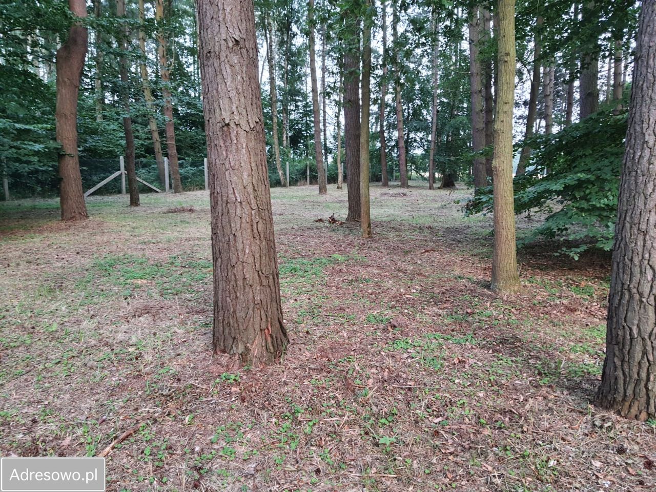 Działka leśna Gąski. Zdjęcie 6