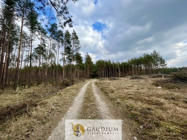 Działka Stara Kiszewa. Zdjęcie 4