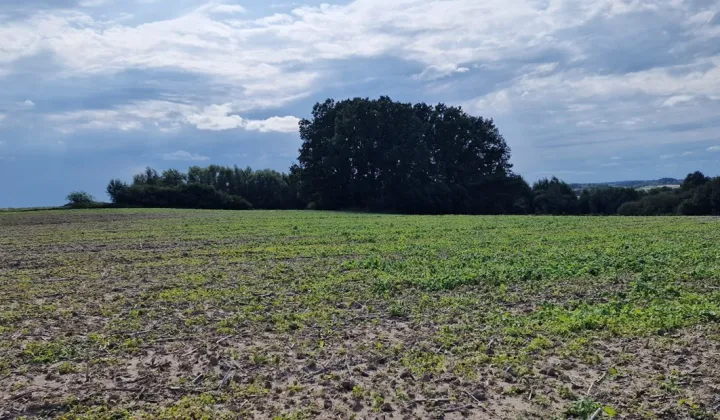 Działka rekreacyjna Łuczyna