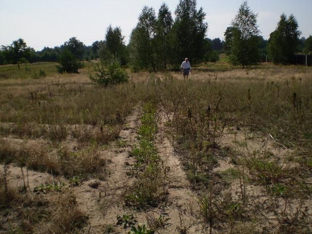 Działka rolno-budowlana Kaszewiec. Zdjęcie 1