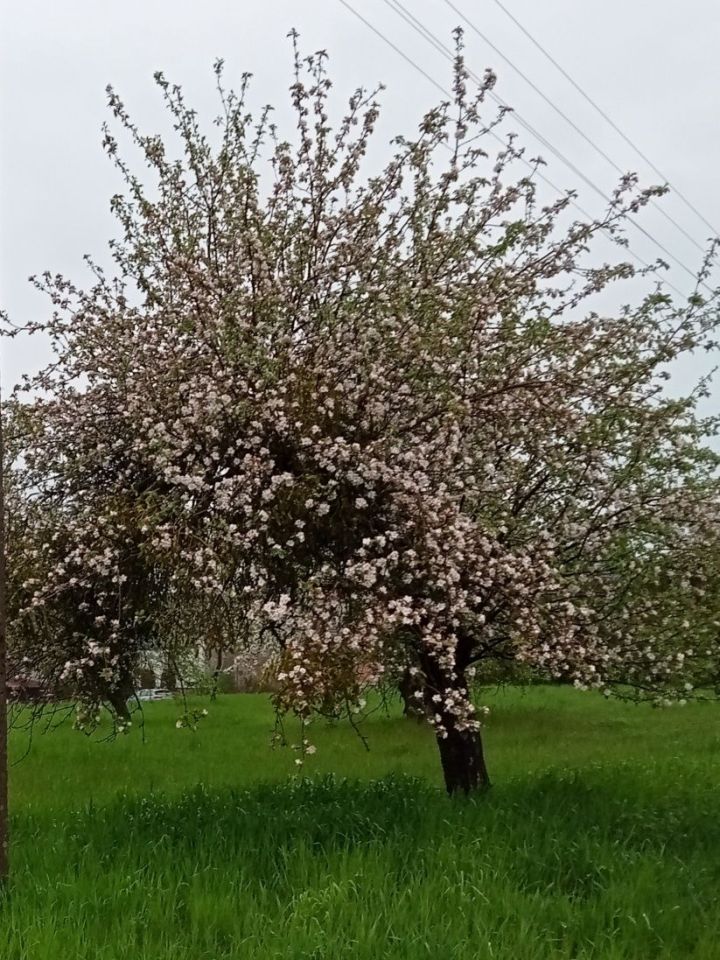 Działka budowlana Kurnatowice. Zdjęcie 2