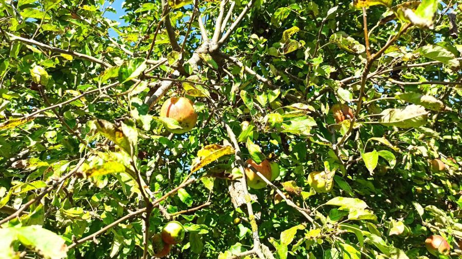 Działka rod Straszyn, ul. inż. A. Hoffmanna. Zdjęcie 15