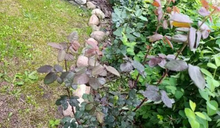 Działka rod Tarnobrzeg