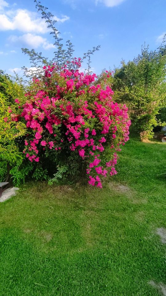 Działka rod Nowy Sącz, ul. 29 Listopada. Zdjęcie 2