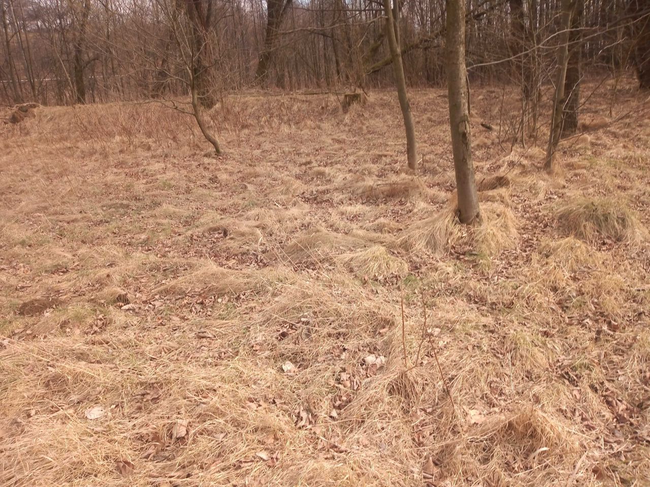 Działka rolna Bulowice. Zdjęcie 8