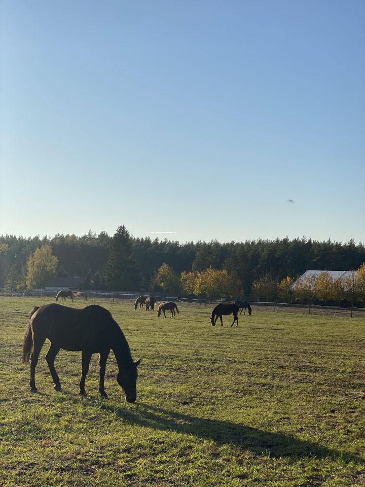 Działka budowlana Zalesie Borowe. Zdjęcie 10