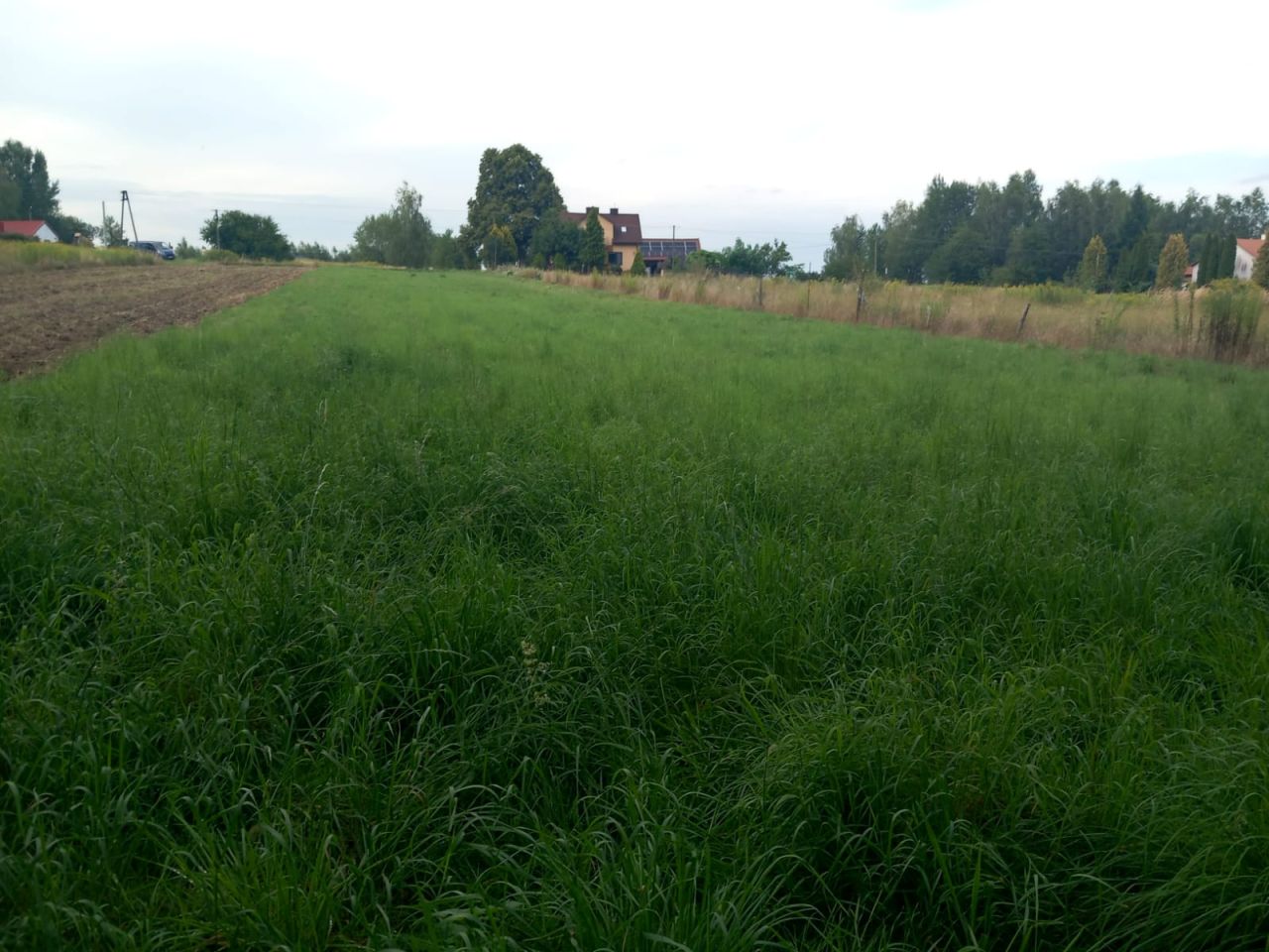 Działka rolno-budowlana Strażów Olszyny. Zdjęcie 2