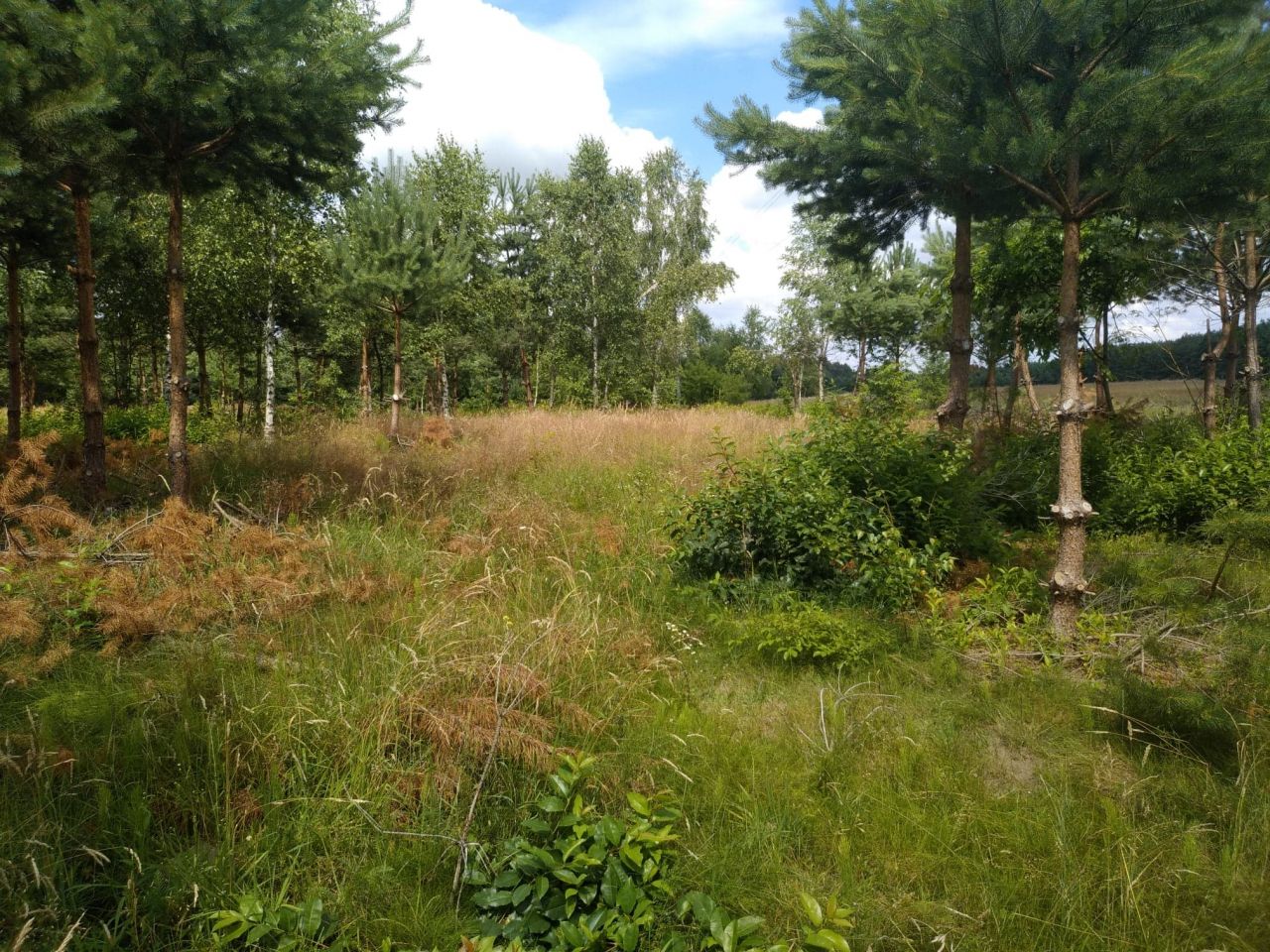 Działka budowlana Bartoszylas. Zdjęcie 11