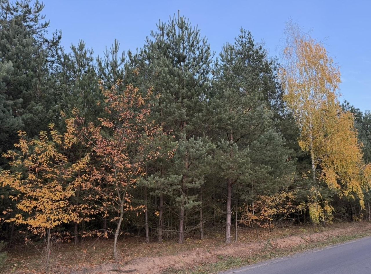 Działka budowlana Bartoszówka, ul. Pogodna. Zdjęcie 2