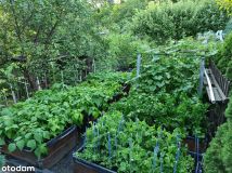 Działka rod Gdańsk Morena, ul. Wołkowyska. Zdjęcie 2