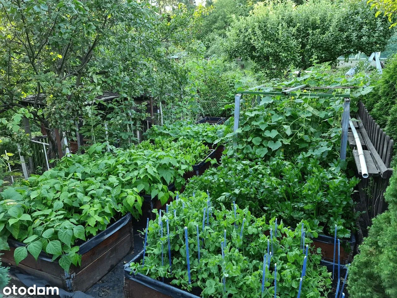 Działka rod Gdańsk Morena, ul. Wołkowyska. Zdjęcie 3