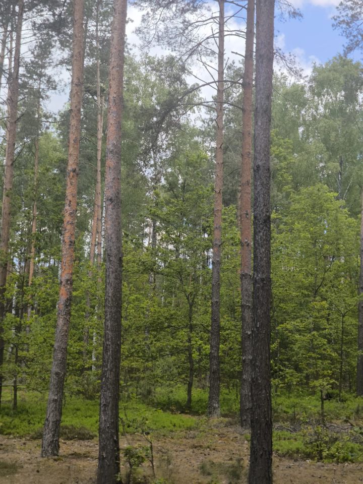 Działka leśna Stanowiska. Zdjęcie 2