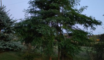 Działka rekreacyjna Olszanka