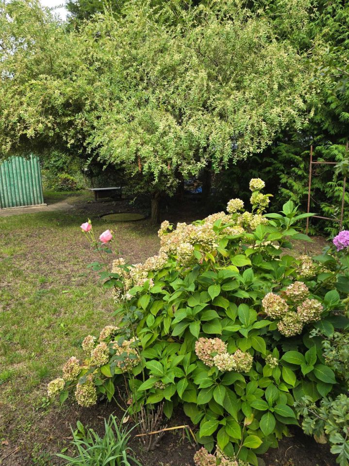 Działka rod Łódź Teofilów, ul. św. Teresy od Dzieciątka Jezus. Zdjęcie 4