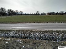 Działka Staw Noakowski. Zdjęcie 3