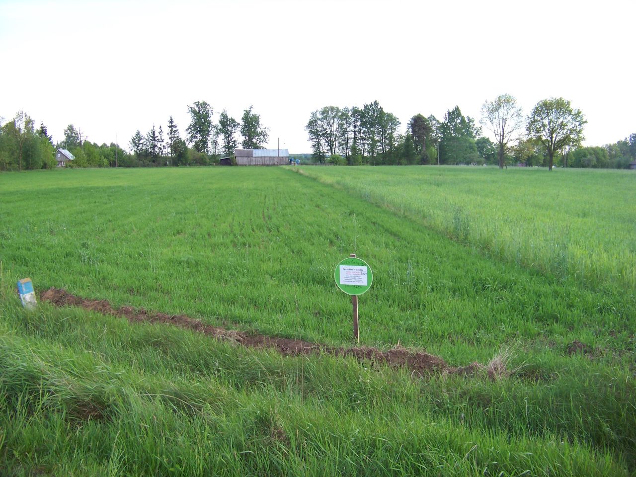 Działka rolna Skrzeszew. Zdjęcie 2
