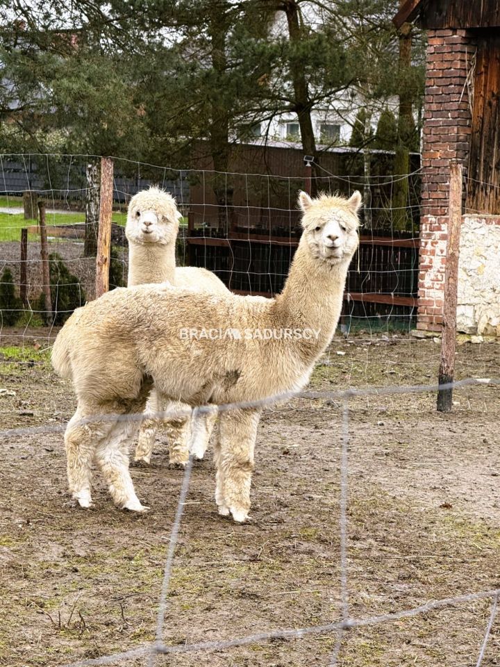 dom wolnostojący, 2 pokoje Kłokoczyn. Zdjęcie 9