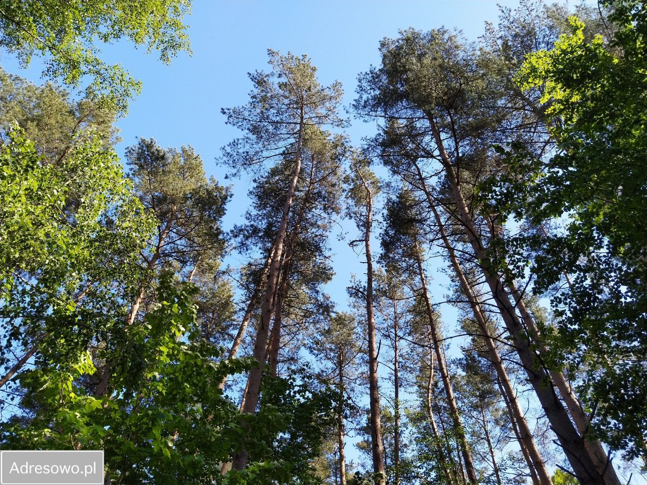 Działka rolno-budowlana Chłopowo. Zdjęcie 11