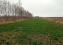 Działka rolno-budowlana Urzędów, ul. Wodna. Zdjęcie 3