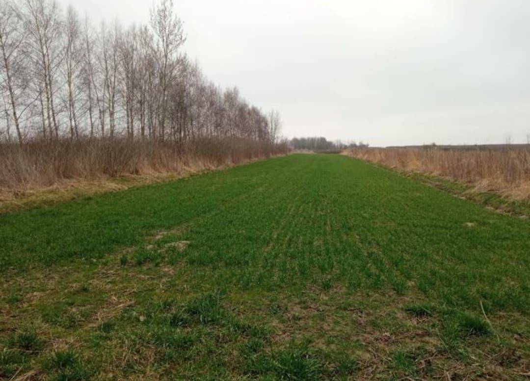 Działka rolno-budowlana Urzędów, ul. Wodna. Zdjęcie 4