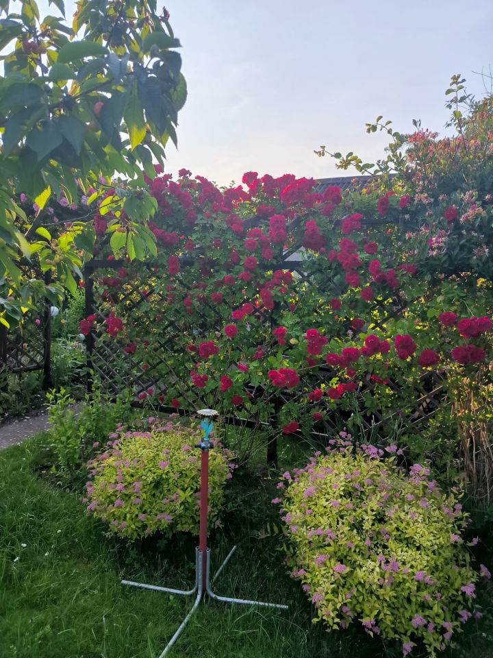 Działka rod Janowo, Ostrołęcka 2. Zdjęcie 4