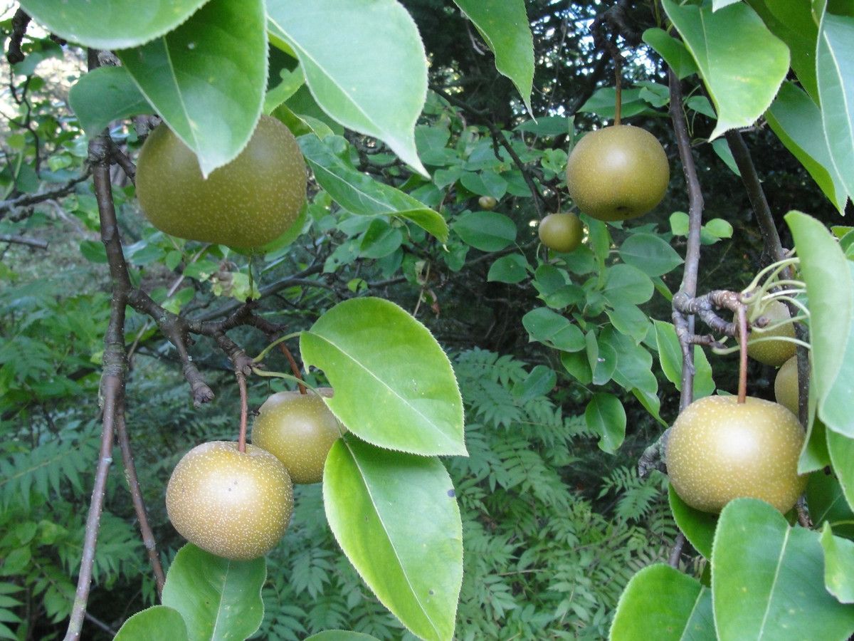 Działka budowlana Klimkówka. Zdjęcie 16