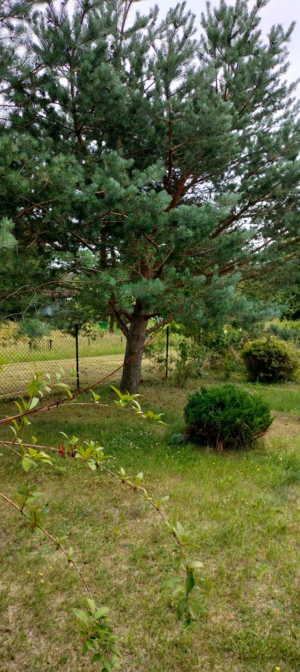 Działka rod Szpęgawsk. Zdjęcie 4