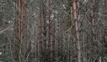 Działka leśna Jednorożec