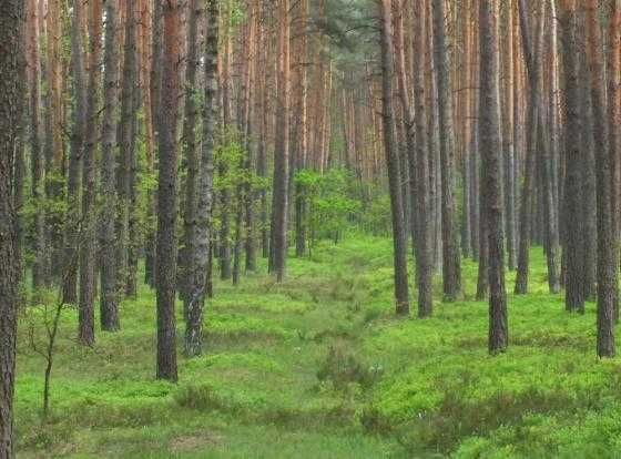 Działka leśna Susiec