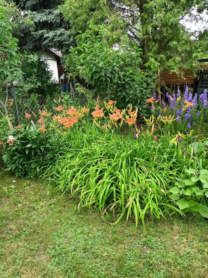 Działka rod Ciechanów, ul. Gostkowska. Zdjęcie 5