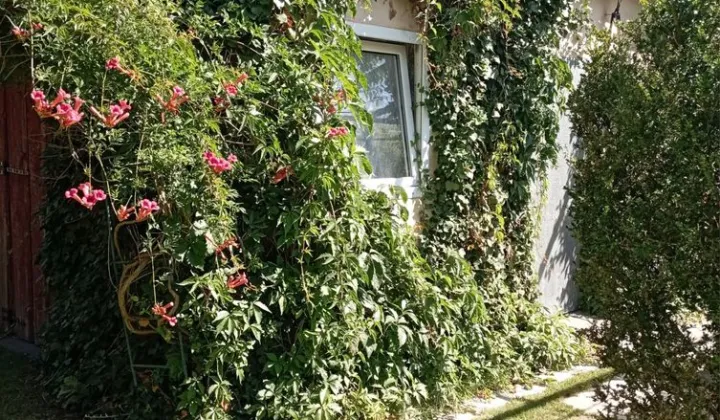 Działka rod Żary, ul. Wiśniowa