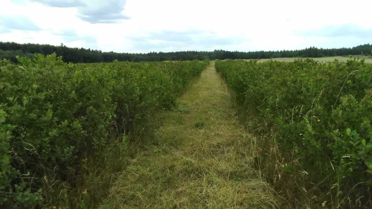 Działka rolna Kalisz Pomorski