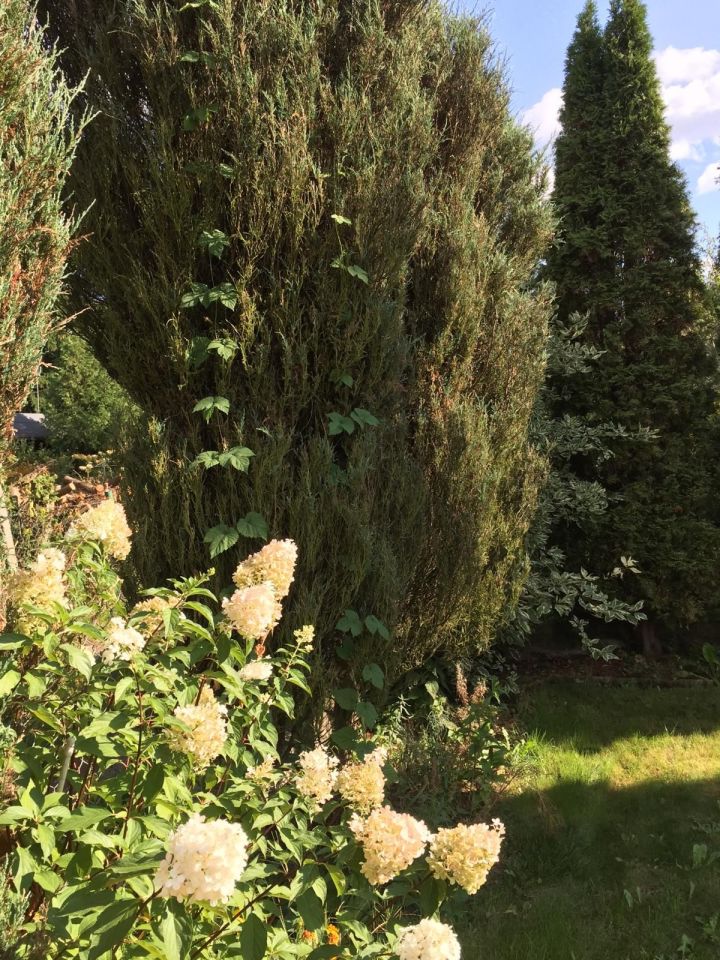 Działka rod Ząbki, ul. gen. F. Sławoja Składkowskiego. Zdjęcie 10