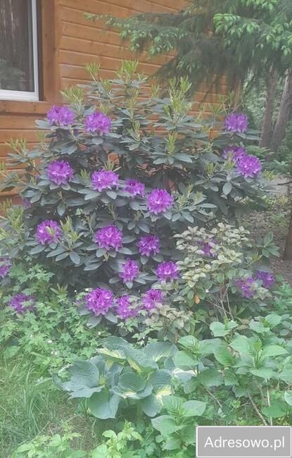 dom wolnostojący, 7 pokoi Skubianka, ul. Korzenna. Zdjęcie 9