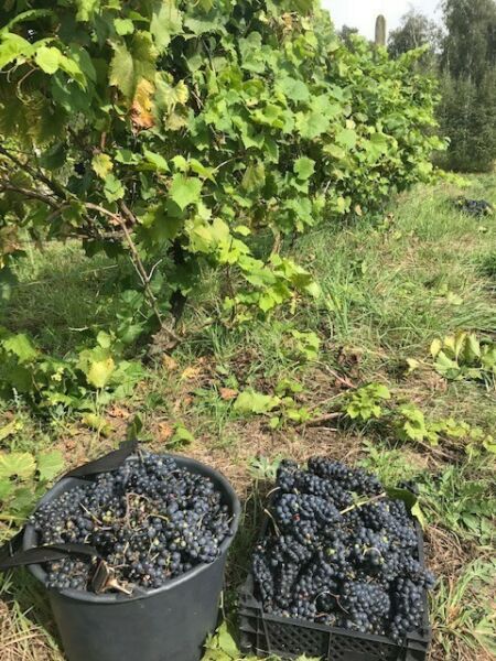 Działka rolna Promna-Kolonia. Zdjęcie 3