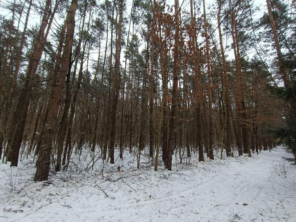 Działka leśna Władysławów, ul. Brzozowa. Zdjęcie 6