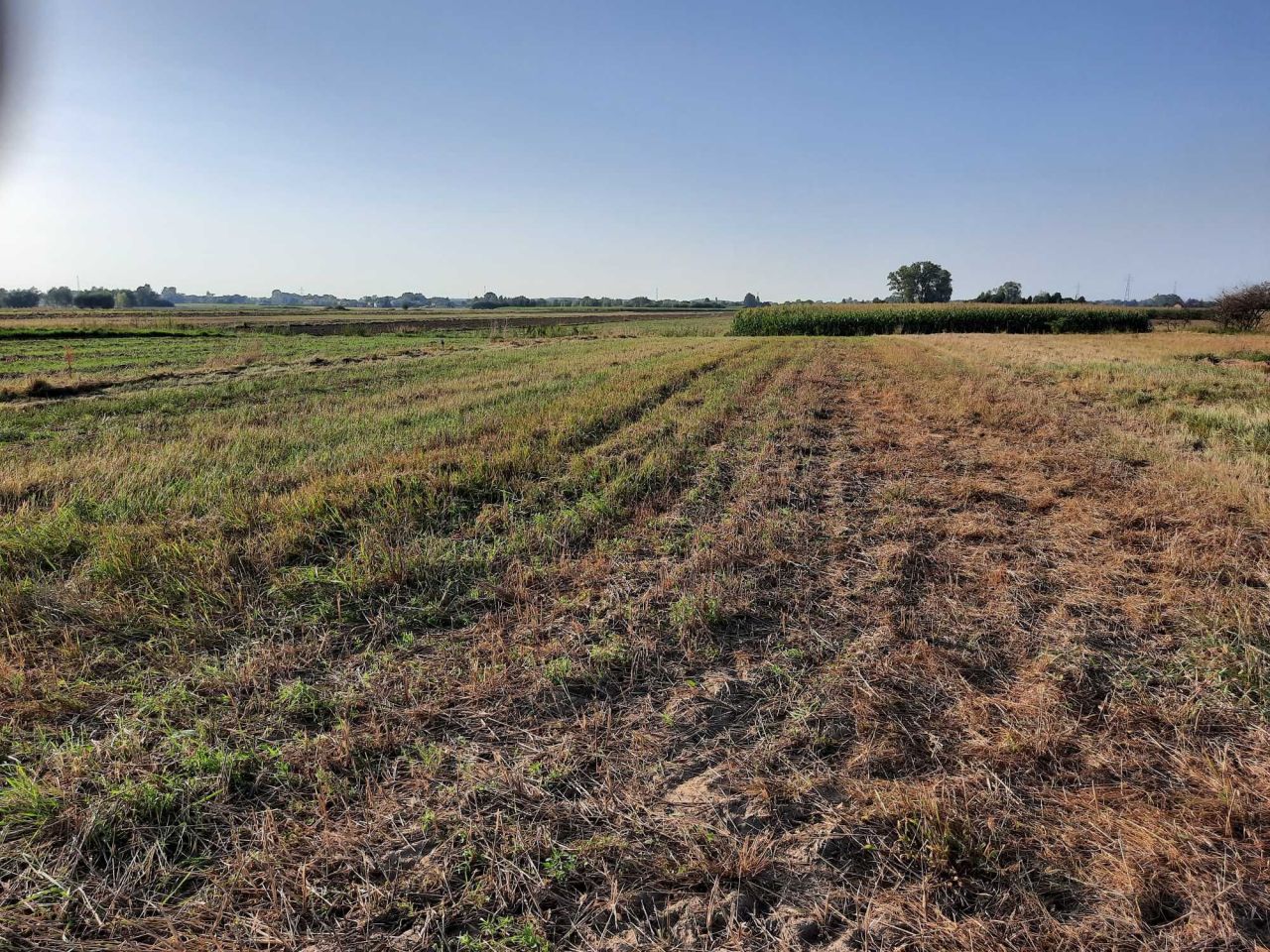 Działka budowlana Borowa. Zdjęcie 7