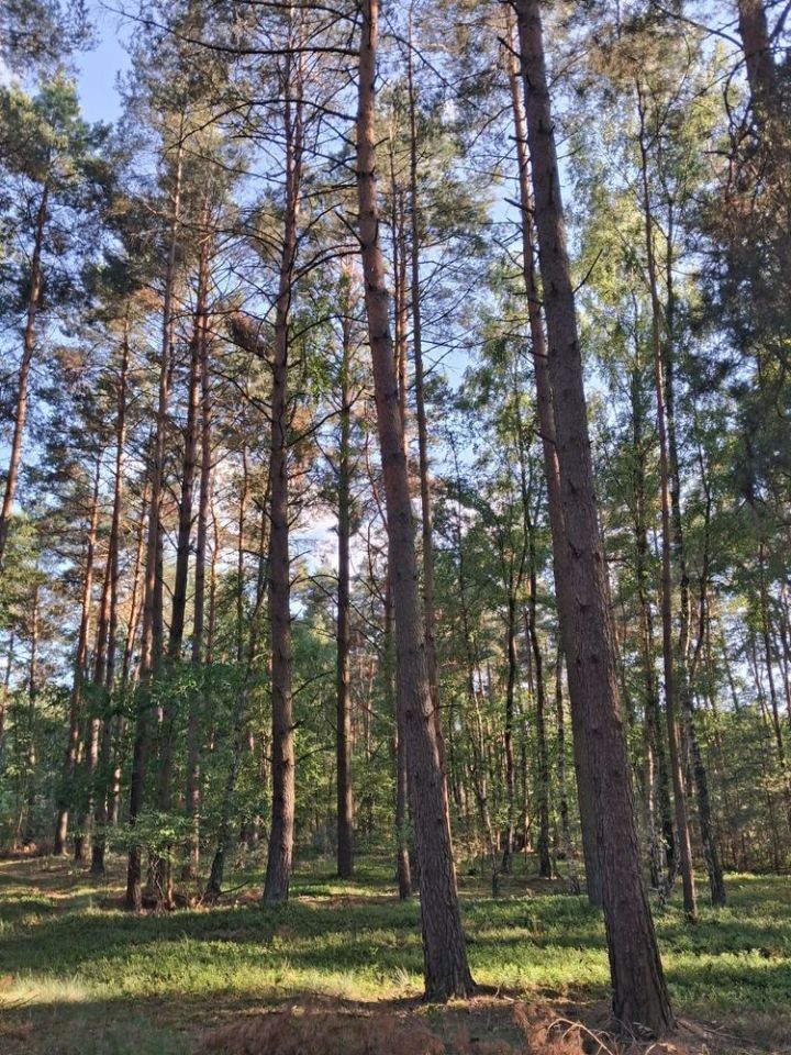 Działka leśna Krzyżówka. Zdjęcie 4