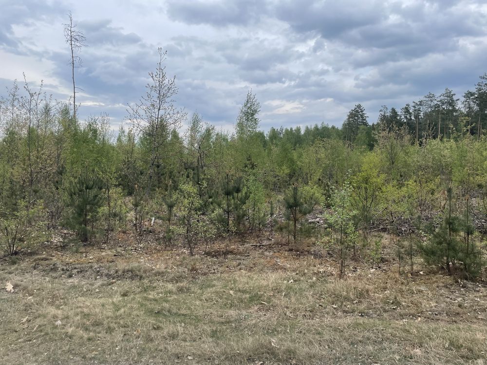Działka leśna Kodeń Kodeń Drugi. Zdjęcie 3