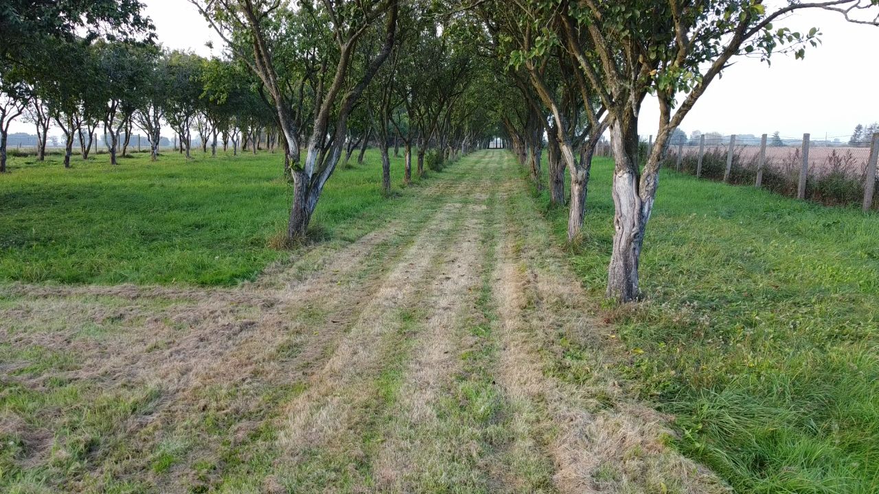 Działka rolno-budowlana Jarszewo. Zdjęcie 13