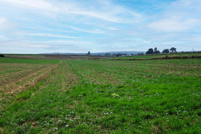 Działka budowlana Sieciechowice, ul. Wspólna. Zdjęcie 1
