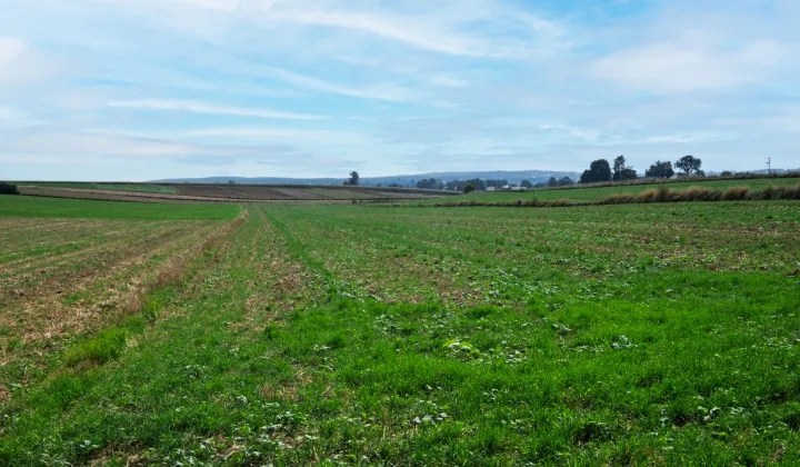 Działka budowlana Sieciechowice, ul. Wspólna